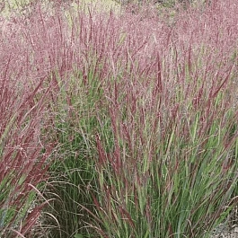 Просо прутьевидное Shenandoah