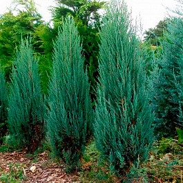 Можжевельник скальный Блю Эрроу Можжевельник скальный Блю Эрроу