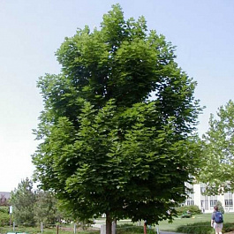 Клен остролистный Эмералд Квин Клен остролистный Эмералд Квин