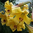 Лилия Golden Splendour