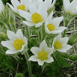 Прострел обыкновенный Pinwheel White