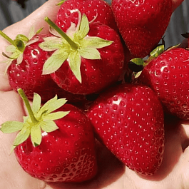 Земляника садовая Кабрилльо