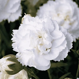 Гвоздика Colores Zuri