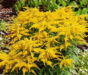 Золотарник гибридный Страхленкрон