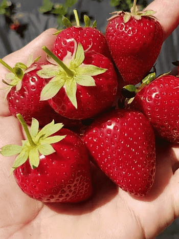 Земляника садовая Кабрилльо