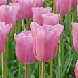 Тюльпан триумф Mistress
