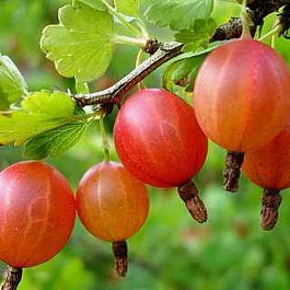 Крыжовник Шершневский