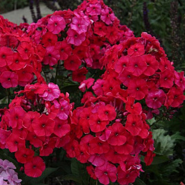 Флокс метельчатый Ред Файр