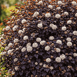 Пузыреплодник калинолистный Andre