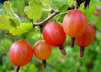 Крыжовник Шершневский