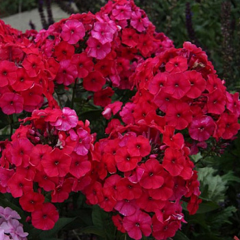 Флокс метельчатый Ред Файр