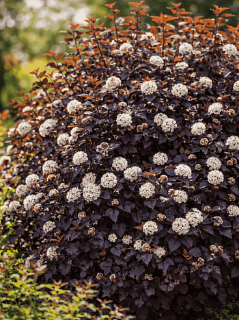 Пузыреплодник калинолистный Andre