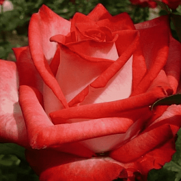 Роза чайно-гибридная Blush