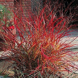 Просо прутьевидное Рехбраун