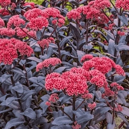 Очиток гибридный Jose Aubergine