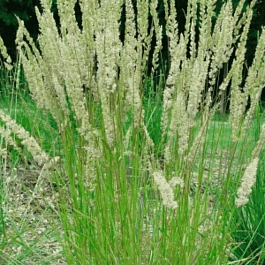 Колерия крупноцветковая