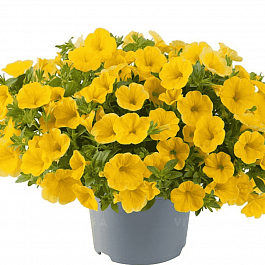 Калибрахоа Cabaret Early Yellow (Кашпо)