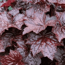 Гейхера Palace Purple