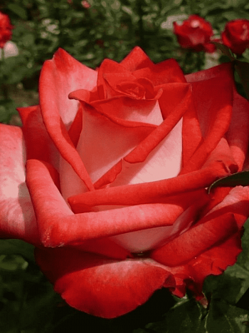 Роза чайно-гибридная Blush