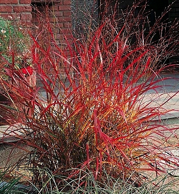 Просо прутьевидное Рехбраун