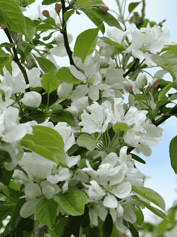 Яблоня декоративная  John Downie