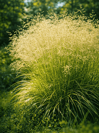 Щучка дернистая Pixie Fountaine