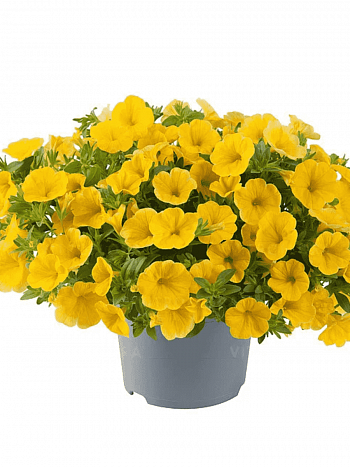 Калибрахоа Cabaret Early Yellow (Кашпо)