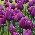 Тюльпан триумф Negrita