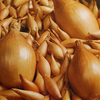 Лук Репчатый Bamberger