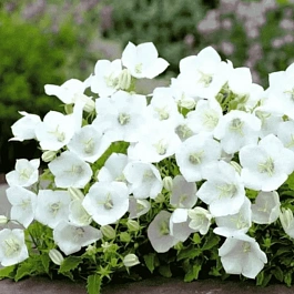 Колокольчик  карпатский Avida White