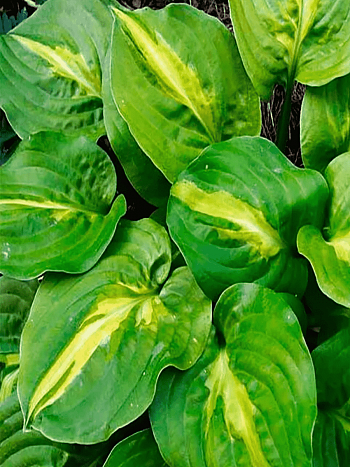 Хоста Mango Tango