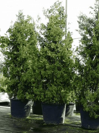 Можжевельник китайский Кеtelerii