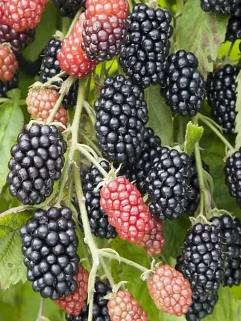 Ежевика садовая Heaven Can Wait