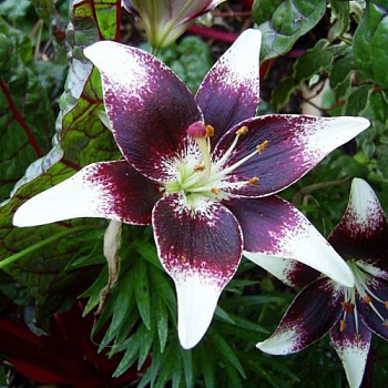 Лилия азиатская Танго Неттис Прайд