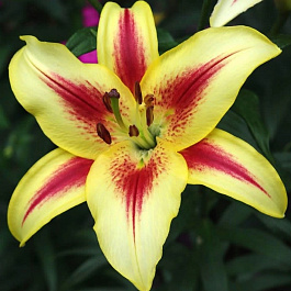 Лилия ОА-гибрид Санни Краун