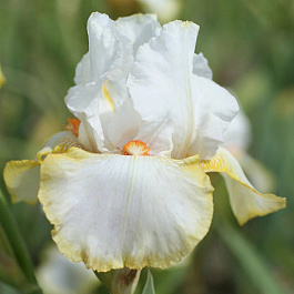 Ирис бородатый Хэллоуин Хало