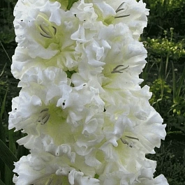 Гладиолус Snowy Frizzle
