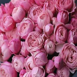 Роза  кустовая Silver Pink