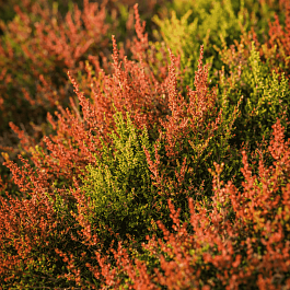 Вереск обыкновенный Robert Chapman