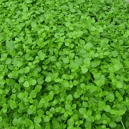 Мята корсиканская