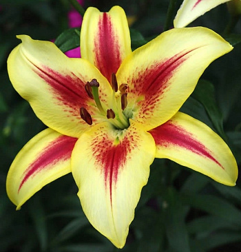 Лилия ОА-гибрид Санни Краун