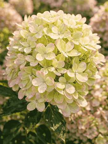 Гортензия метельчатая Pastel Green ТОЛЬКО САМОВЫВОЗ