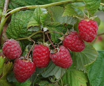 Малина традиционная Пересвет