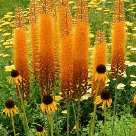 Эремурус Rumba