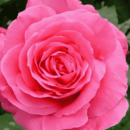 Роза чайно-гибридная  Susan Hampshire