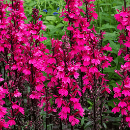 Лобелия прекрасная Starship Deep Rose