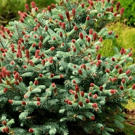 Ель колючая Lucky Strike