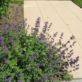 Котовник кистевидный Феликс