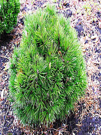 Сосна горная Hesse