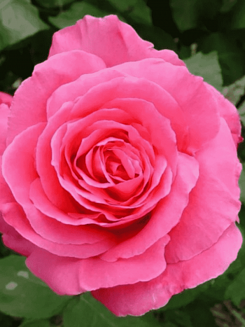 Роза чайно-гибридная  Susan Hampshire